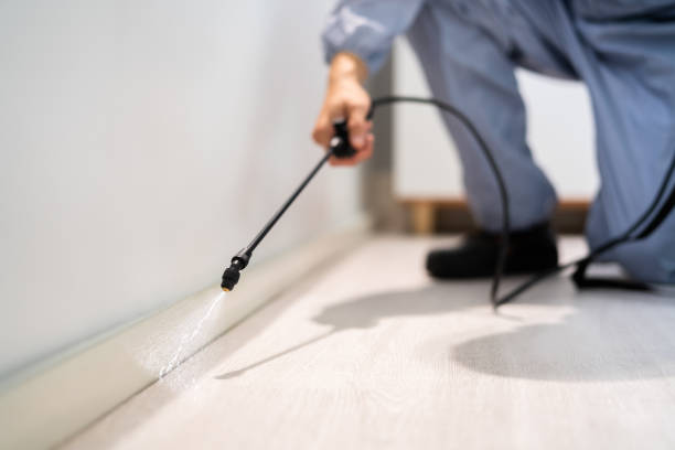 Licensed Wasp Removal service in Burley, WA - Show Me Pest Control
